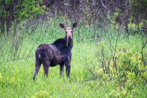 Moose tour on the lake at MOB Summer Camp